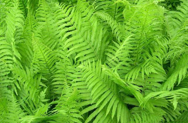 Incalzirea globala micsoreaza animalele si hrana