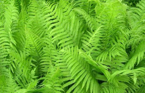 Incalzirea globala micsoreaza animalele si hrana