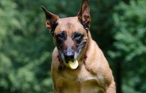  Top  10+ reactii amuzante ale animalelor cand gusta lamaie pentru prima data/ VIDEO