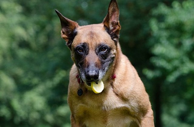 10+ reactii amuzante ale animalelor cand gusta lamaie pentru prima data/ VIDEO