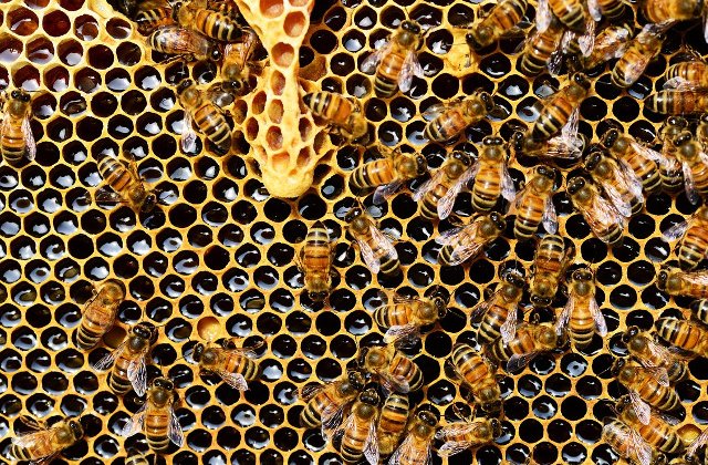 Un barbat a murit dupa ce a fost atacat de albine