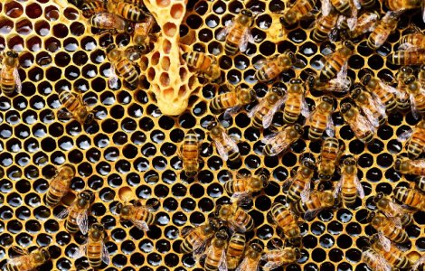 Un barbat a murit dupa ce a fost atacat de albine