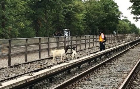 Jon Stewart a salvat doua capre care au ajuns pe sinele de cale ferata