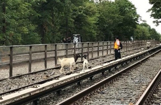 Jon Stewart a salvat doua capre care au ajuns pe sinele de cale ferata