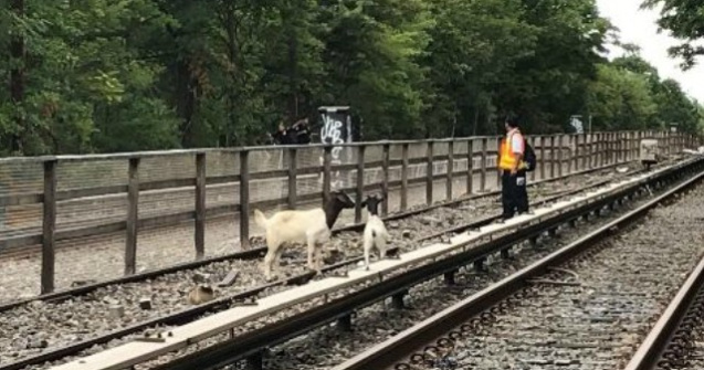 Jon Stewart a salvat doua capre care au ajuns pe sinele de cale ferata