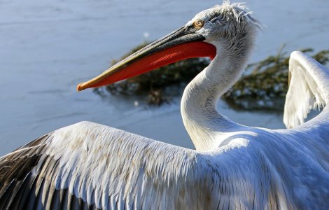  Top  De la iepurele gigant la pelicanul cret: 10 cele mai mari animale din lume