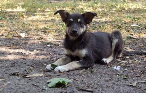  Top  Eutanasiem sau nu cainii comunitari?