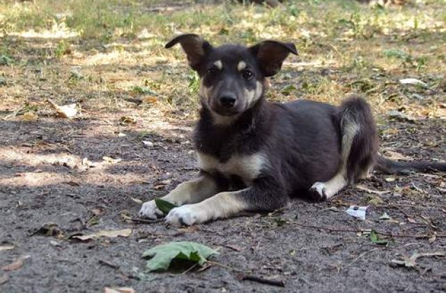 Eutanasiem sau nu cainii comunitari?