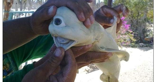  Video  A fost descoperit un rechin ciclop