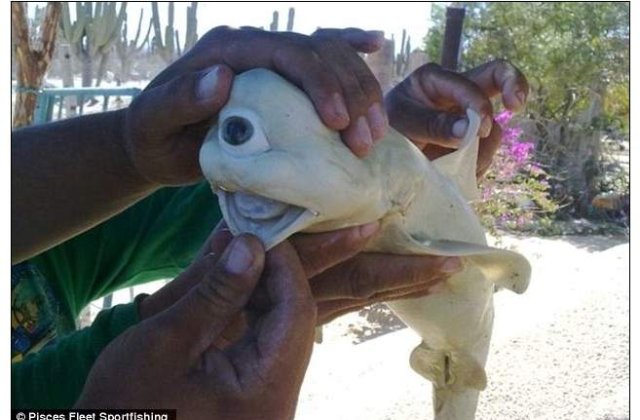 [VIDEO] A fost descoperit un rechin ciclop