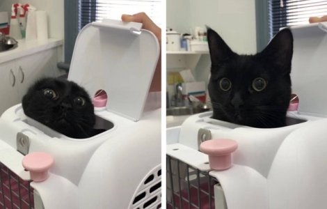  Top  10+ imagini cu animale care au fost surprinse chiar in momentul potrivit