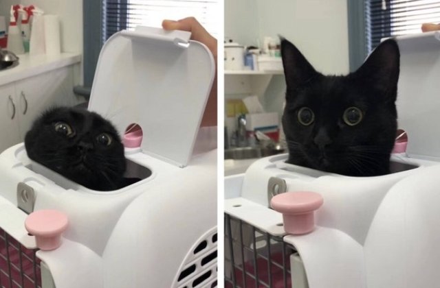 10+ imagini cu animale care au fost surprinse chiar in momentul potrivit