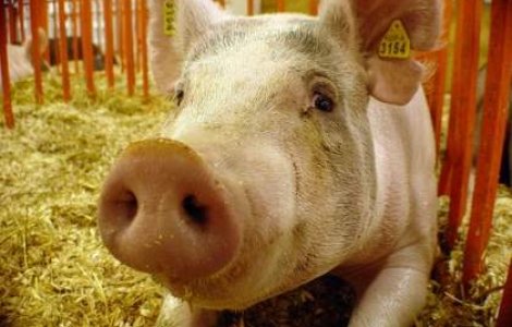 Virusul pestei porcine, confirmat la cea mai mare ferma din Romania. 140 de mii de porci vor fi sacrificati