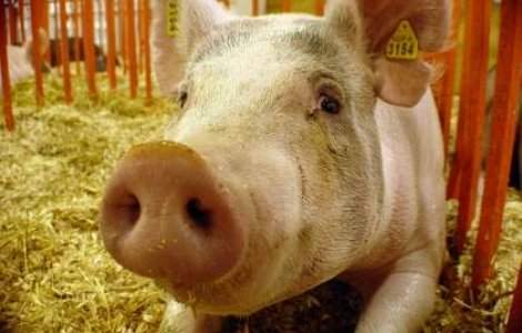 Virusul pestei porcine, confirmat la cea mai mare ferma din Romania. 140 de mii de porci vor fi sacrificati