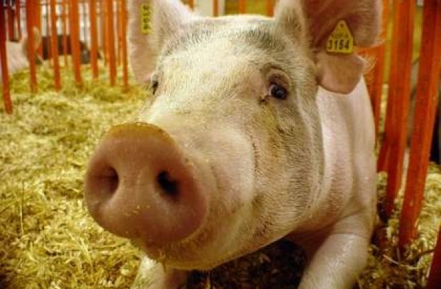 Virusul pestei porcine, confirmat la cea mai mare ferma din Romania. 140 de mii de porci vor fi sacrificati