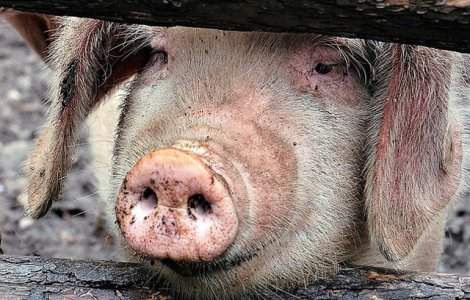 Epidemia de pesta porcina africana din China ar putea sa se extinda in Asia