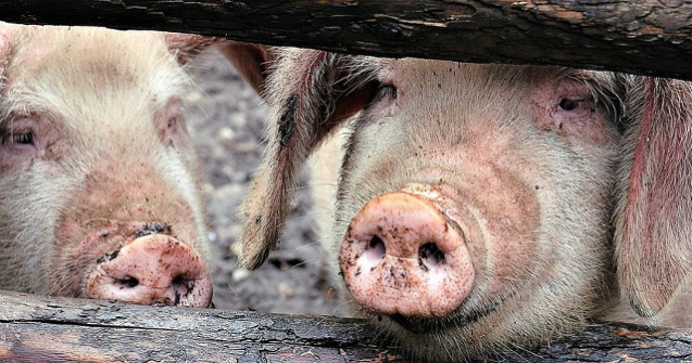 USR cere demisia sefului ANSVSA