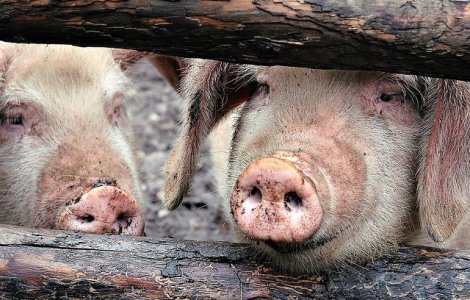 USR cere demisia sefului ANSVSA: Incompetentii pusi in functii publice pot distruge sectoare economice intregi