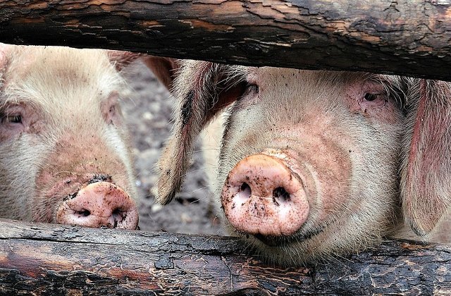 USR cere demisia sefului ANSVSA: Incompetentii pusi in functii publice pot distruge sectoare economice intregi