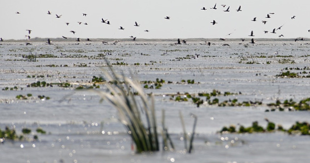 Excursii in Delta Dunarii: locuri minunate pe care sa le vizitezi
