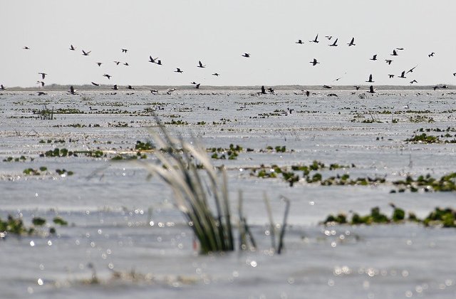 Excursii in Delta Dunarii: locuri minunate pe care sa le vizitezi