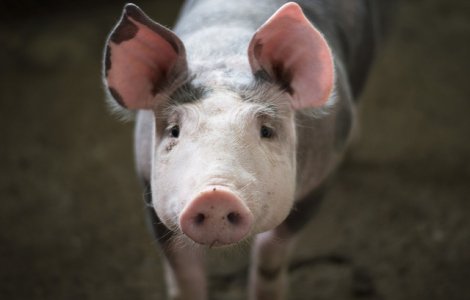 Masuri la frontiere privind pesta porcina africana in Bulgaria