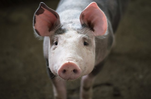 Atentionare de calatorie MAE pentru Bulgaria: Masuri la frontiere privind pesta porcina africana