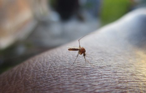 Risc de contractare a virusului West Nile in Grecia