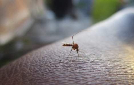 Risc de contractare a virusului West Nile in Grecia