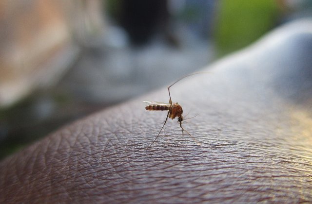 Risc de contractare a virusului West Nile in Grecia