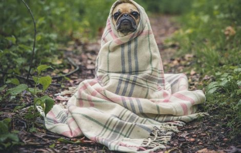  Top  10+ reactii amuzante cu caini care gresesc si se simt vinovati / VIDEO