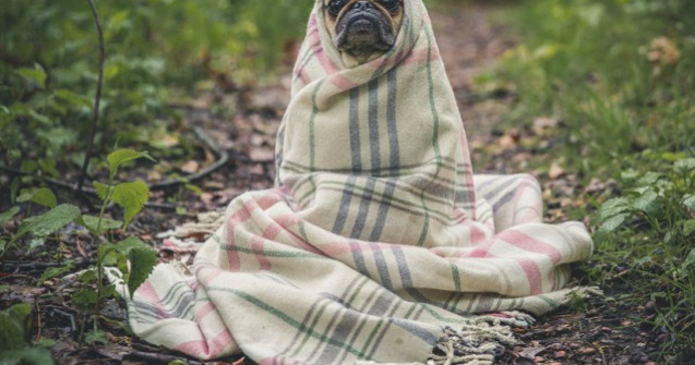  Top  10+ reactii amuzante cu caini care gresesc si se simt vinovati / VIDEO