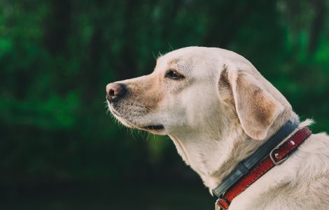  Top  Tratati regeste: 7 rase de caini preferate de familiile de vaza din intreaga lume