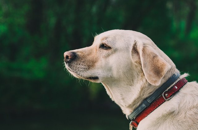 Tratati regeste: 7 rase de caini preferate de  familiile de vaza din intreaga lume