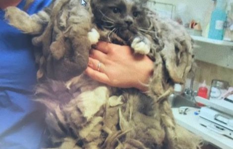 Transformarea salvatoare a unei pisici abandonate la un centru