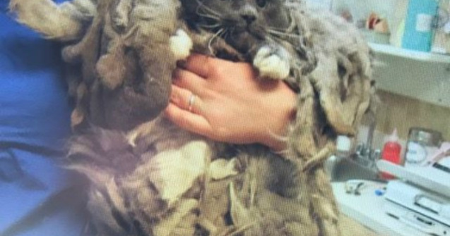 Transformarea salvatoare a unei pisici abandonate la un centru