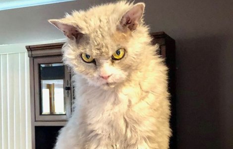  Top  10+ animale care ar putea interpreta cu brio rolul negativ in filme