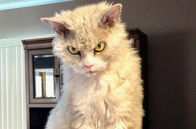 10+ animale care ar putea interpreta cu brio rolul negativ in filme