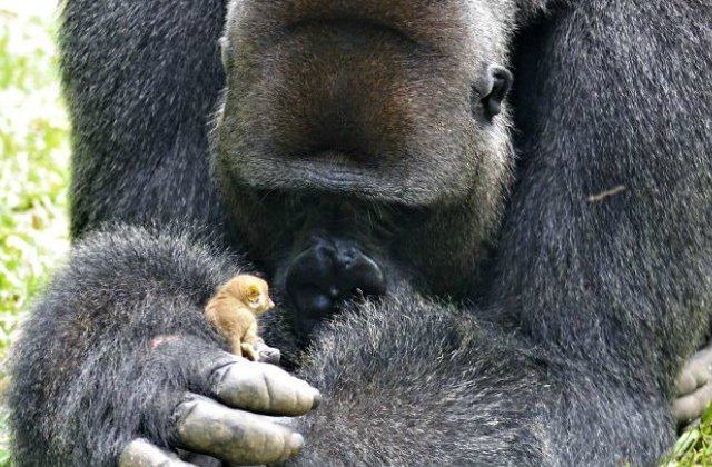Reactia amuzanta a unei gorile care gaseste o vietate de 200 de grame / VIDEO