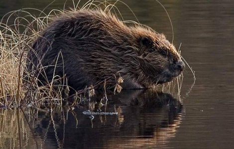 Canada ar putea renunta la castor, ca simbol national