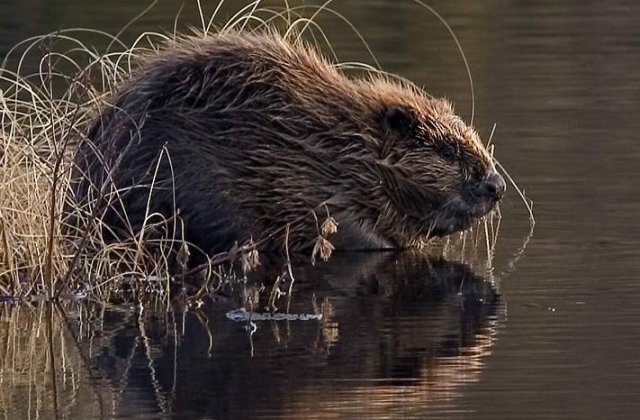 Canada ar putea renunta la castor, ca simbol national