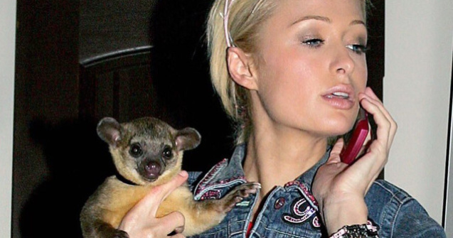  Top  Vedetele si alegerile lor excentrice: 10+ cele mai neobisnuite animale de companie ale celebritatilor