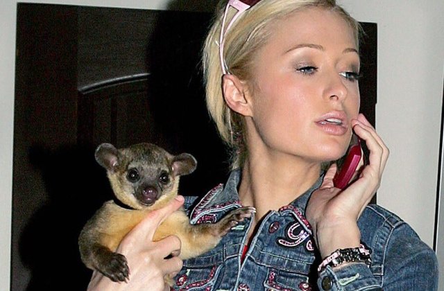 Vedetele si alegerile lor excentrice: 10+ cele mai neobisnuite animale de companie ale celebritatilor
