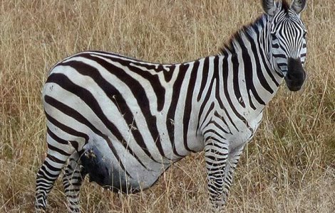  Top  10 imagini cu animale exact inainte sa aduca pui pe lume