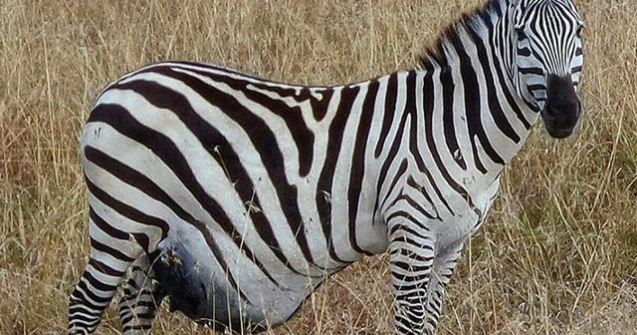  Top  10 imagini cu animale exact inainte sa aduca pui pe lume