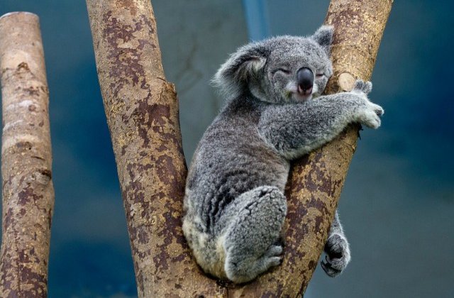 Koala ar putea disparea in totalitate dintr-un stat australian pana in anul 2050 din cauza defrisarilor