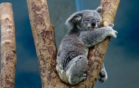 Koala ar putea disparea in totalitate dintr-un stat australian pana in anul 2050 din cauza defrisarilor