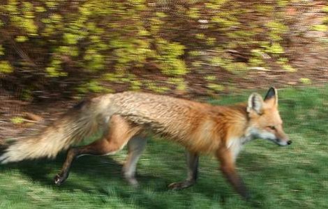 Vulpea cea sireata a ajuns la etajul patru al unui bloc din Iasi