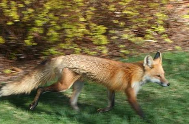 Vulpea cea sireata a ajuns la etajul patru al unui bloc din Iasi