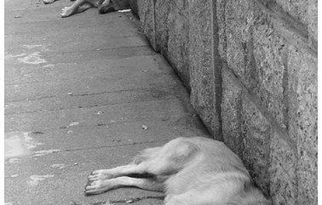 Votul pentru Legea cainilor fara stapan, amanat din nou